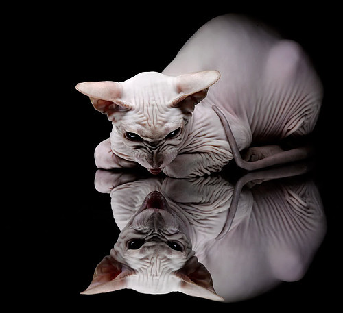 现代技术改变乒乓球发球与接球战术，研究乒乓球的接发球技术